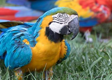 ara ararauna parrot
