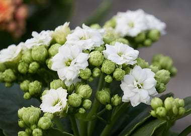 begonia flower for present