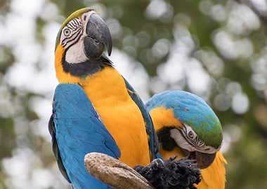 ara ararauna parrot
