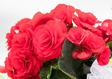 begonia flower for present