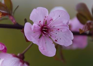 pink flowers on the branch