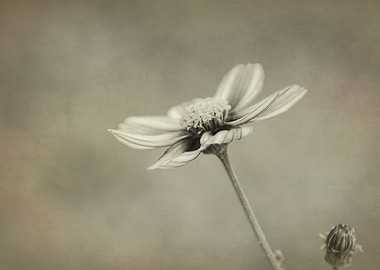 flower in spring season
