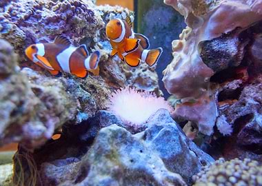 fish in the aquarium