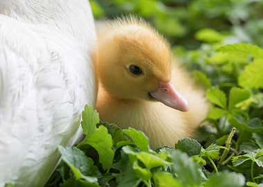 Muscovy ducks duckling