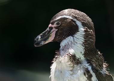 humboldt penguin walking