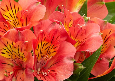alstroemeria in bloom