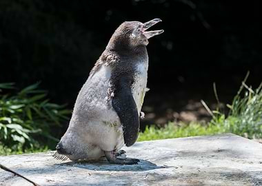 humboldt penguin walking