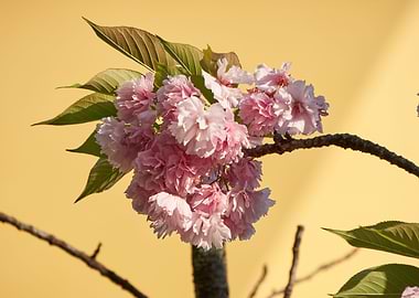 prunus tree in bloom