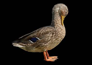 duck at lake