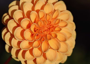 Orange Dahlia