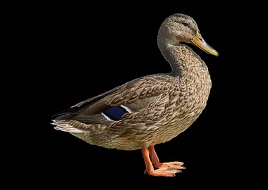 duck at lake