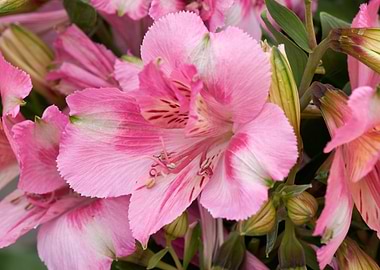 alstroemeria in bloom