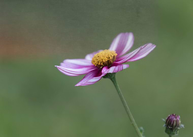 flower in spring season