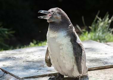 humboldt penguin walking