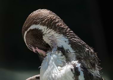 humboldt penguin walking