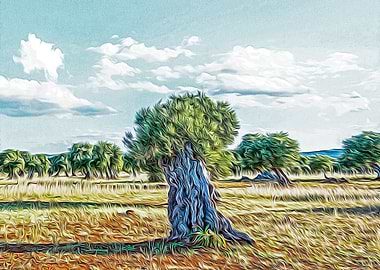 Olive tree in Salento