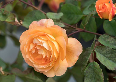 rose in the garden