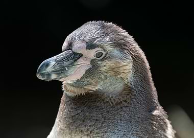 humboldt penguin walking