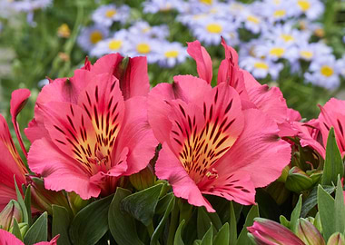 alstroemeria in bloom