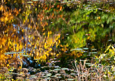 Reflecting Fall Colors