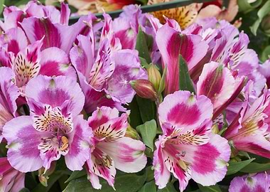 alstroemeria in bloom