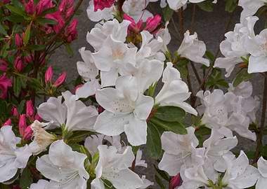 alstroemeria in bloom