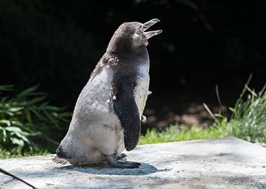 humboldt penguin walking
