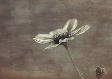 flower in spring season