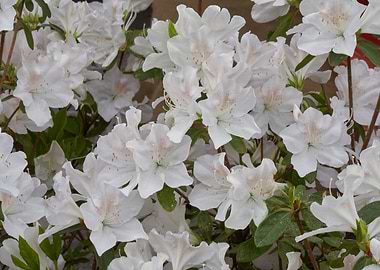 alstroemeria in bloom