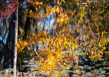 Fall Pond Reflections