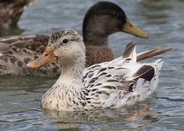 duck on lake