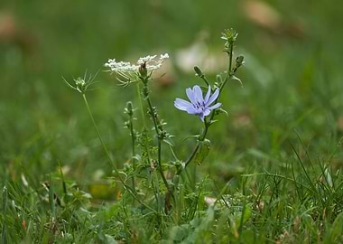 wildflower at park