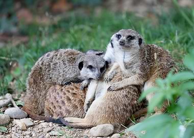 meerkats in the savannah