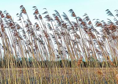 Cane thicket near Ticino