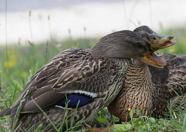 duck on lake