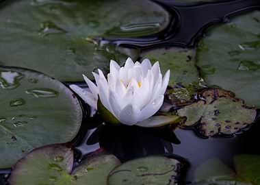White Water Lily Flower