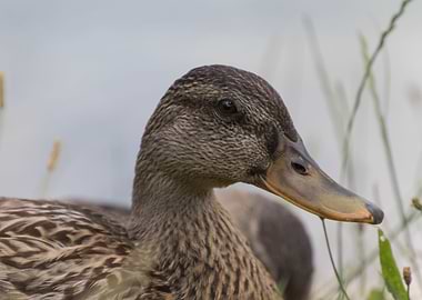 duck on lake