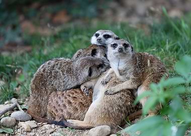 meerkats in the savannah