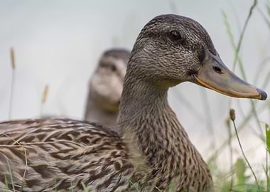 duck on lake