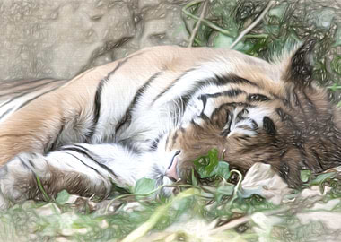 tiger at the zoo