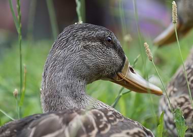 duck on lake
