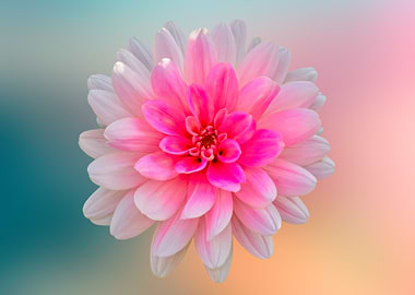 isolated pink dahlia
