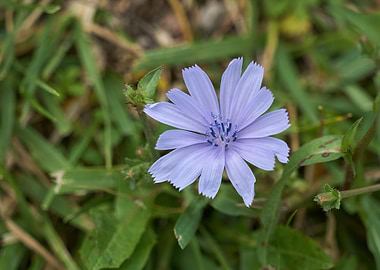 wildflower at park