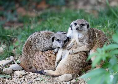 meerkats in the savannah