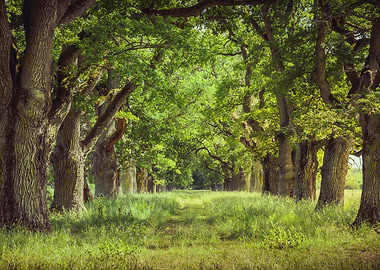 Oak Tree Alley
