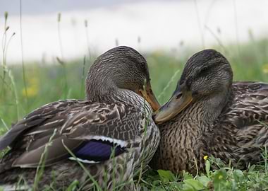 duck on lake
