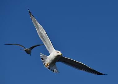Soar of the Seagull
