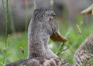 duck on lake