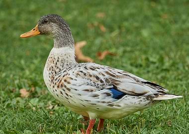 duck on meadow