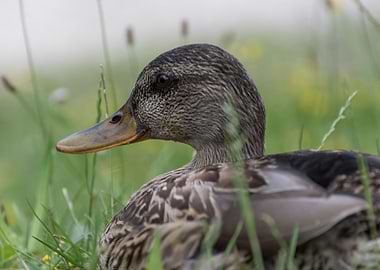 duck on lake